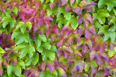 Three-pointed maidenhair vine
