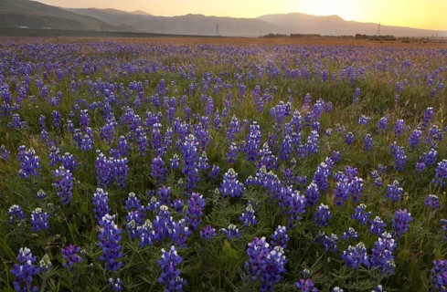 Mass of blue lupins flowering at the foot of the Tehatchapi Mountains