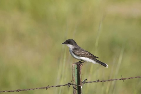Eastern Kingbird