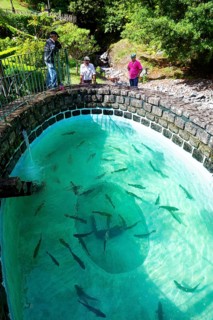 Trout farm