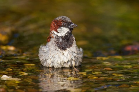 House sparrow