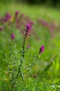 (Melampyrum arvense)