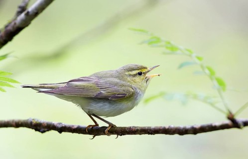 Wood Warbler
