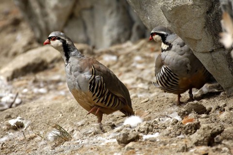 Rock Partridge