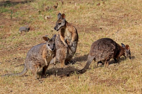 Tammar Wallaby