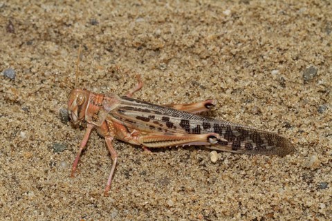 African Migratory Bush Cricket