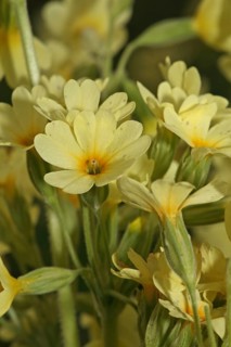 Forest Cowslip