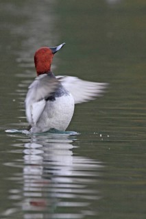Pochard