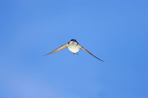 Common house martins