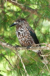 Spotted Nutcracker