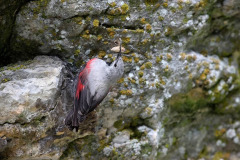 Wallcreeper