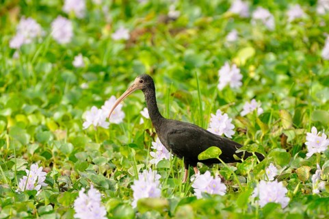 Naked-faced bare-faced ibis