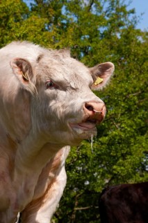 Domestic cattle