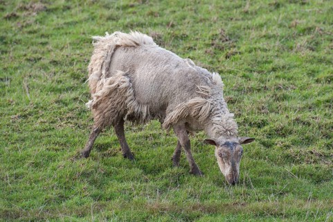 Domestic sheep