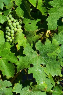 Dried deposit of a sprayed fungicide on the leaves of a vine with ripening fruit