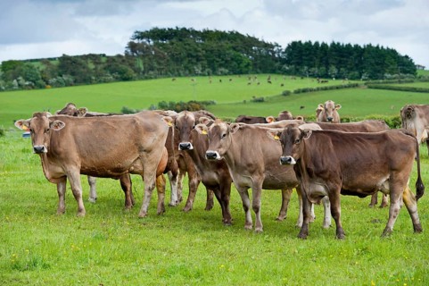 Domestic cattle