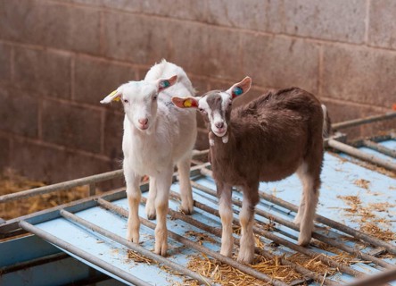 Domestic goat