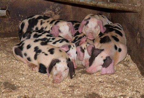 Domestic Pig