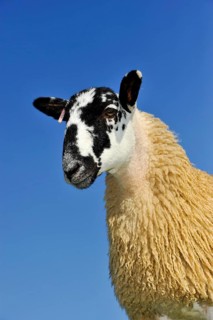 Domestic Sheep