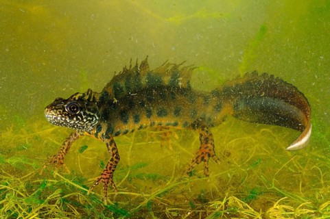 Italian Crested Newt