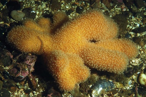 Dead Man's Fingers