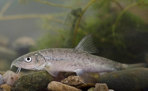 Common Barbel