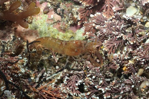 Other animals