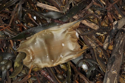 Small-eyed Ray