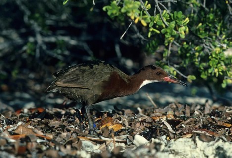 Flightless white-fronted rail