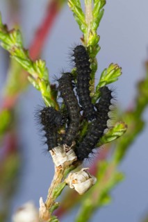 Emperor Moth