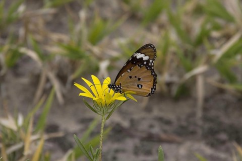 Small Monarchnic Monarch