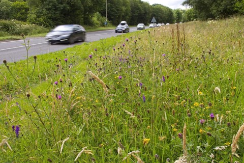 Flowering knapweed