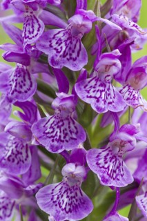 Northern Marsh Orchid