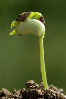 Cowpea