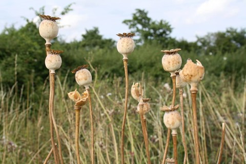 Opium poppy