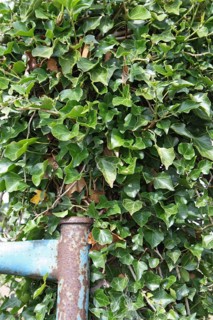 Common ivy
