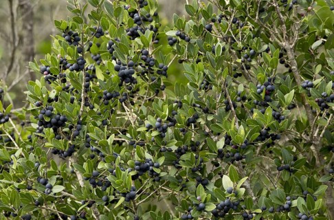 Holly Buckthorn