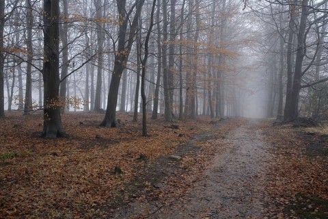 Riding path in a deciduous forest shrouded in icy mist