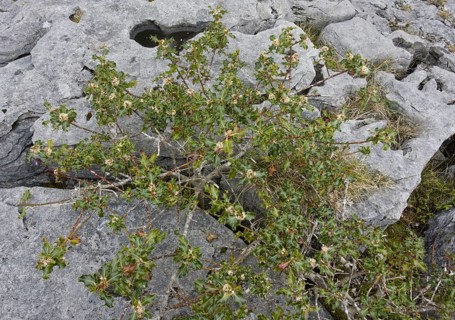 Holly
