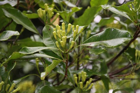 Young clove