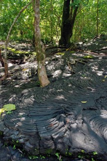 Trees growing from hardened lava