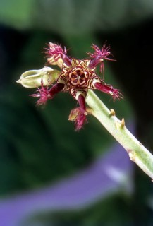 Caralluma attunuta