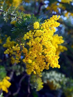 Cootamundra acacia