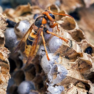 European european hornet