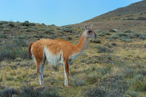 Guanaco