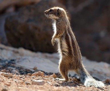 Atlas squirrel