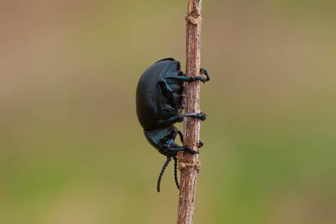Black beetle