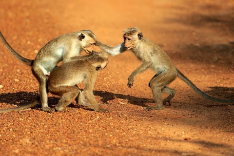 Red monkey