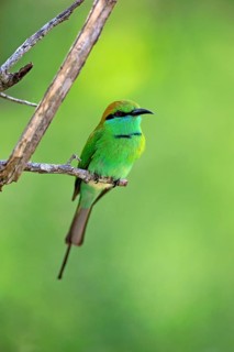 Green bee-eater