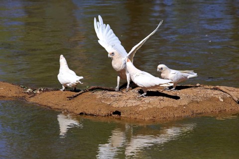 Little corella